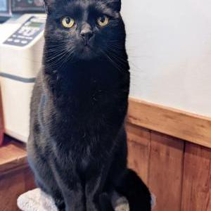Lost Cat Jiji