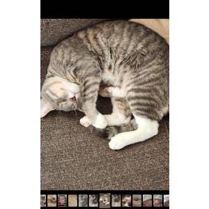 Lost Cat Zeus (Zooty)