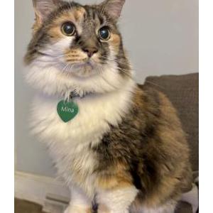 Image of Mina, Lost Cat