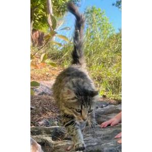 Lost Cat Tippy