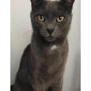 Lost Cat Izzy