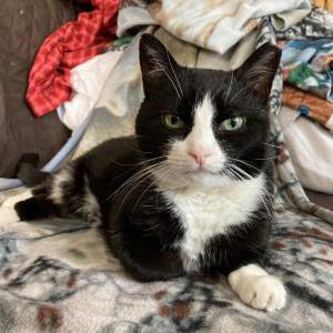Lost Cat Riley