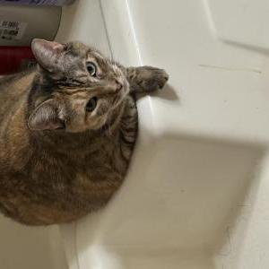 Lost Cat Millie