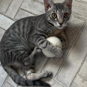 Lost Cat Rebel
