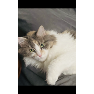 Lost Cat Athena