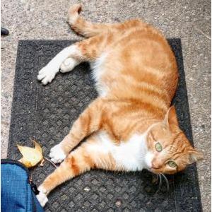 Found Cat Unknown