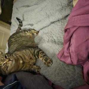 Lost Cat Maui
