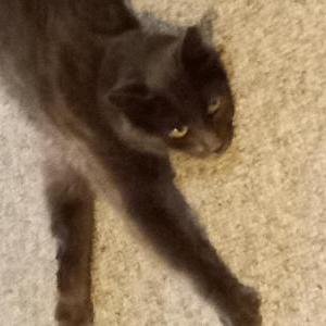 Found Cat Unknown