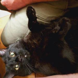Lost Cat Kyle