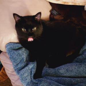 2nd Image of Kyle, Lost Cat