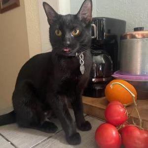 Lost Cat Nova