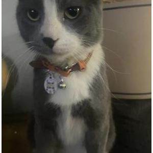 Lost Cat Leo