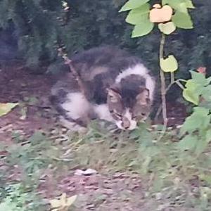 Found Cat unknown