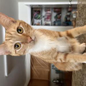 Lost Cat Barnaby