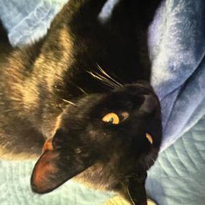 Lost Cat Baby Bear