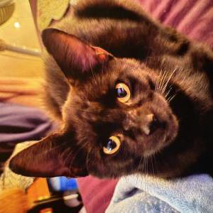 2nd Image of Baby Bear, Lost Cat