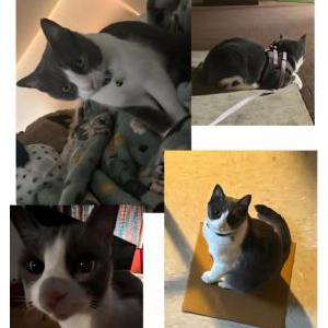 Image of Loki, Lost Cat