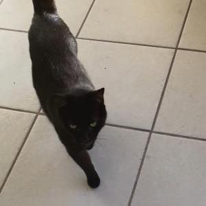 Image of Elvis, Lost Cat