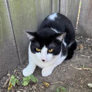 Found Cat Unknown