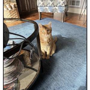 Lost Cat Dewey
