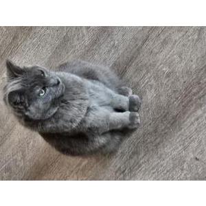 Image of Mama, Lost Cat