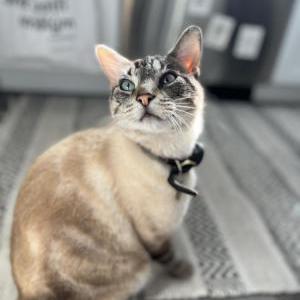 Lost Cat Chachi
