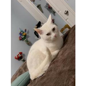 Lost Cat Pearl / Katrina