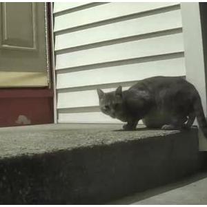 Found Cat Unknown