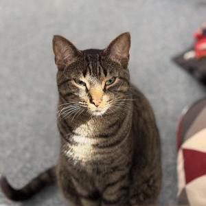 Lost Cat Bean