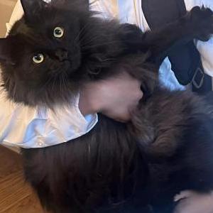 Image of Kylo, Lost Cat