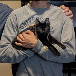 Lost Cat Dorothy