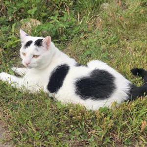 Image of Milk, Lost Cat