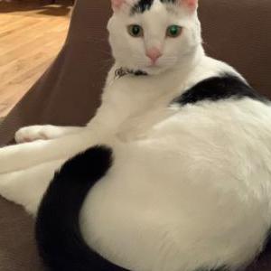 2nd Image of Milk, Lost Cat