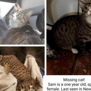 Lost Cat Sam