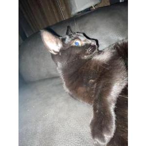Image of Bandit, Lost Cat