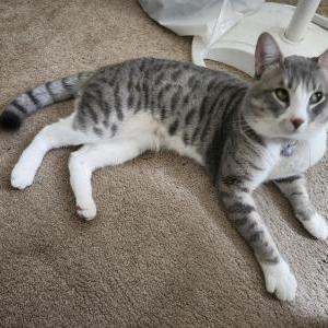 Lost Cat Oliver