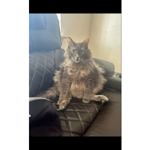 Lost Cat Roxy