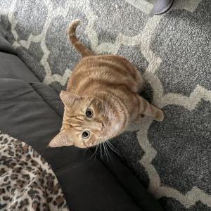 Image of Niko, Lost Cat