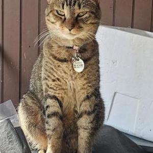 Lost Cat Sammie