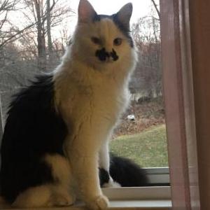 Image of Popcorn, Lost Cat