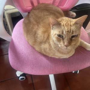 Lost Cat tigger