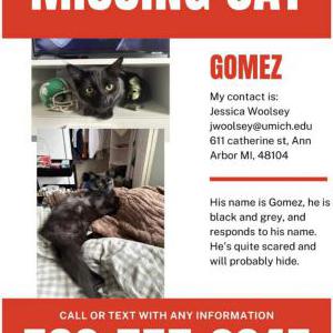 Lost Cat Gomez