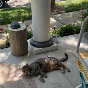 Lost Cat Rocket