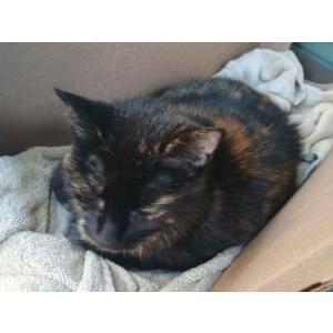 Found Cat unknown