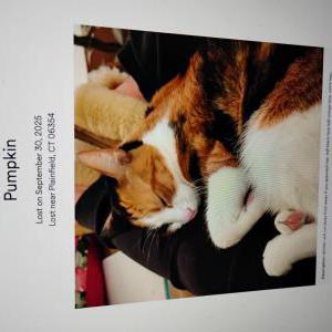 Image of Pumpkin, Lost Cat