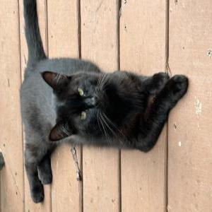 Lost Cat Teddy
