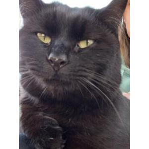 2nd Image of Teddy, Lost Cat