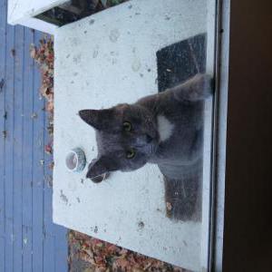 Found Cat Unknown