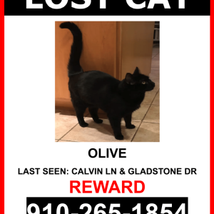 Lost Cat OLIVE