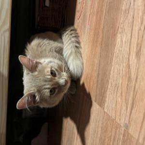 Found Cat Unknown